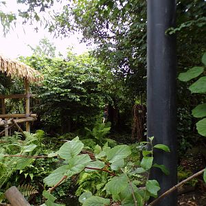 Sumatran bird walkthrough aviary 29.6.24