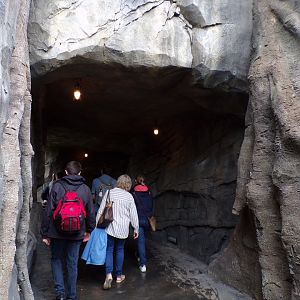 Sumatran tiger tunnel under enclosure 29.6.24