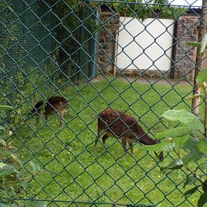 Visayan spotted deer 29.6.24