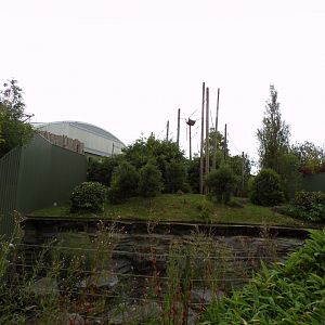 Bornean orangutan enclosure 29.6.24