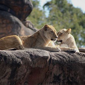 African Lionesses (Panthera leo ssp.)