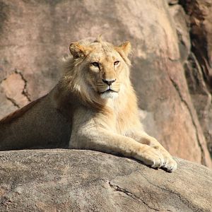 African Lion (Panthera leo ssp.)