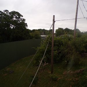 Bornean orangutan and lar gibbon enclosure 29.6.24