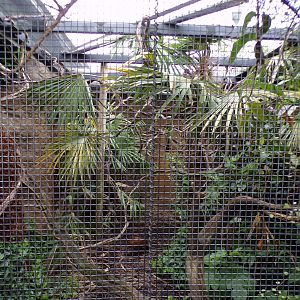 Javan green magpie aviary 29.6.24