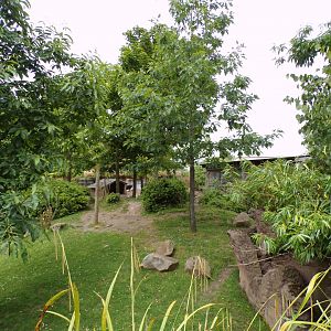 Lowland anoa enclosure 29.6.24