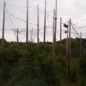 Bornean orangutan and Lar gibbon enclosure 29.6.24