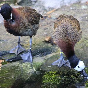 White-Faced Whistling Ducks (Dendrocygna viduata)