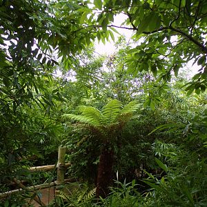 Sumatran bird walkthrough aviary 29.6.24