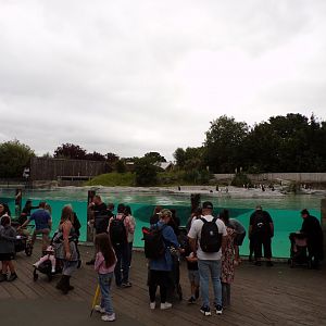 Humboldt penguin enclosure 29.6.24