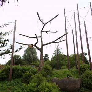 Sumatran orangutan enclosure 29.6.24