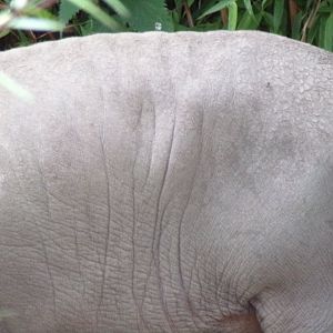 Babirusa close-up 29.6.24