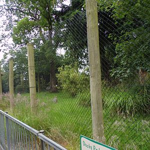Second dusky pademelon enclosure 29.6.24
