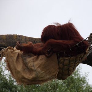 Sumatran orangutan 29.6.24