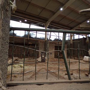 Male asian elephant indoors 29.6.24