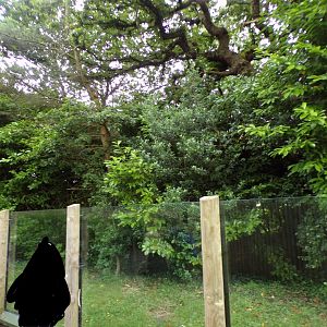 Tamandua and pied tamarin enclosure 29.6.24