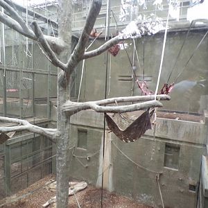 Bornean orangutan and lar gibbon indoors 29.6.24