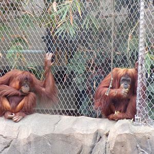 Sumatran orangutans