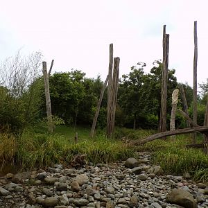 Malayan sun bear enclosure 29.6.24