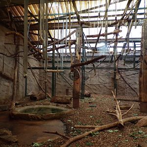 Columbian black spider monkey indoors 29.6.24