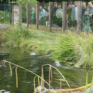 Giant otters swimming 29.6.24
