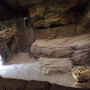 Snow leopard indoors 29.6.24