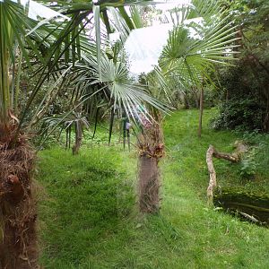 Fossa enclosure 29.6.24