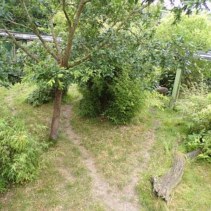 One of the babirusa enclosures 29.6.24