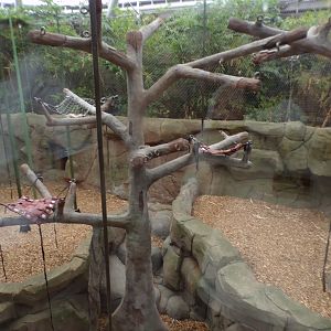 Sumatran orangutan indoors 29.6.24