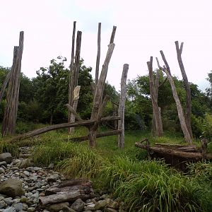 Malayan sun bear enclosure 29.6.24