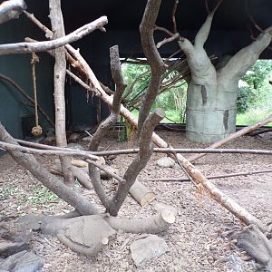 Fossa indoors 29.6.24