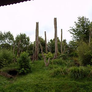 Malayan sun bear enclosure 29.6.24