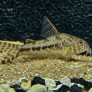 Variable Cory (Hoplisoma diphyes)