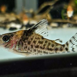 Río Nanay False "Punctatus" Cory (Brochis sp. aff. agassizii)
