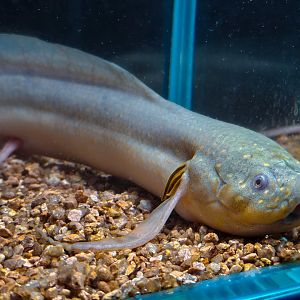 Kenyan Gilled Lungfish (Protopterus amphibius)