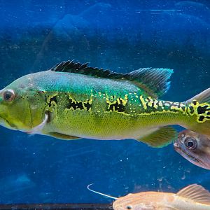 Orinoco Peacock Bass (Cichla orinocensis)