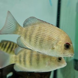 Pinstripe Damba (Paretroplus menarambo)