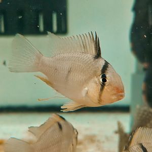 Blue Bandit Eartheater (Guianacara owroewefi)