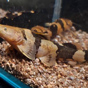 Venezuelan Giant Bumblebee Catfish (Pseudopimelodus bufonius)