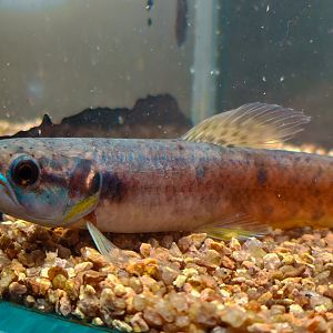 Firebelly Wolf-fish (Erythrinus sp. Madre de Dios)