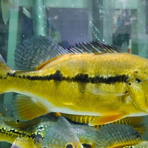 Royal Peacock Bass (Cichla intermedia)