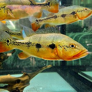 Fogo Peacock Bass (Cichla mirianae)