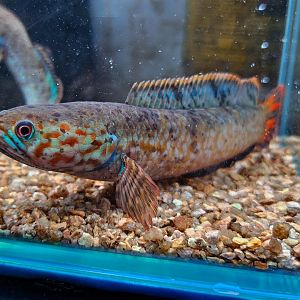 Rainbow Snakehead (Channa bleheri)