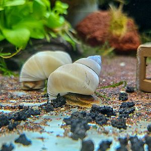 White Wizard Snail (Filopaludina martensi cambodjensis)