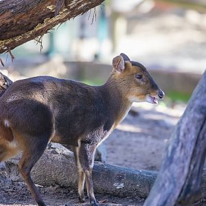 Reeves's muntjac (Muntiacus reevesi)