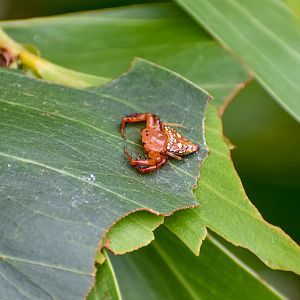 Common Triangular Spider