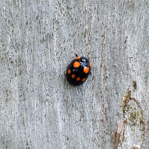 Eight-spotted Leaf Beetle