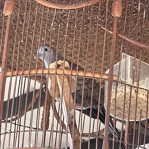 zebra dove (geopelia striata)