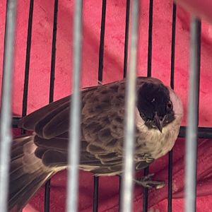 sooty-headed bulbul (pycnonotus aurigaster)