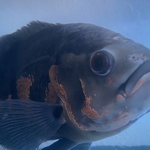 oscar (astronotus ocellatus) (1)