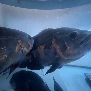 oscar (astronotus ocellatus) (2)